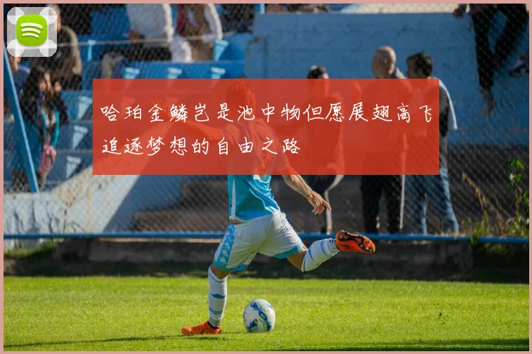 哈珀金鳞岂是池中物但愿展翅高飞追逐梦想的自由之路
